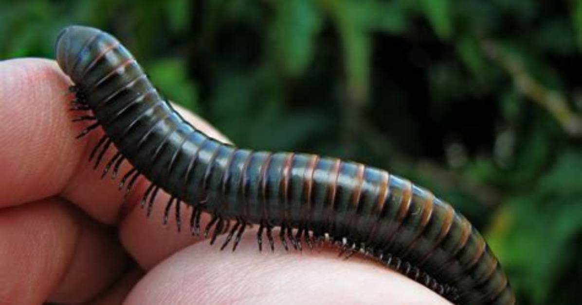 How Many Legs Does a Millipede Have?