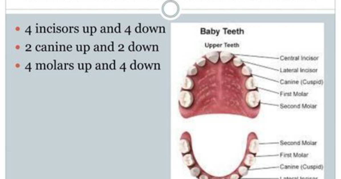 How Many Milk Teeth?