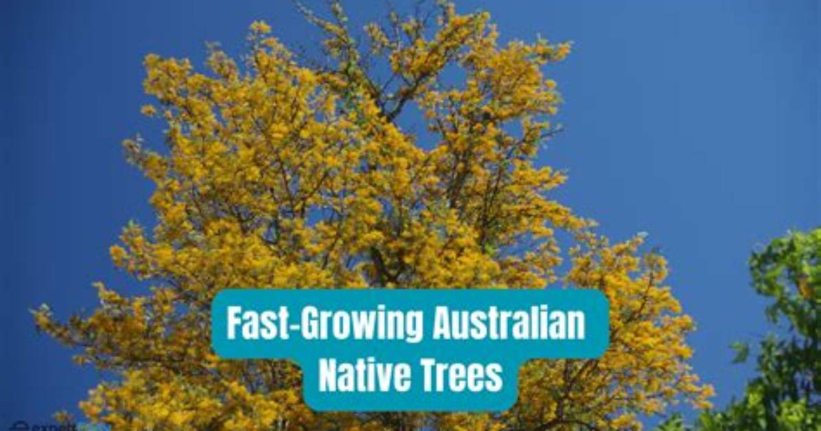 How Many Native Trees Are in the Uk