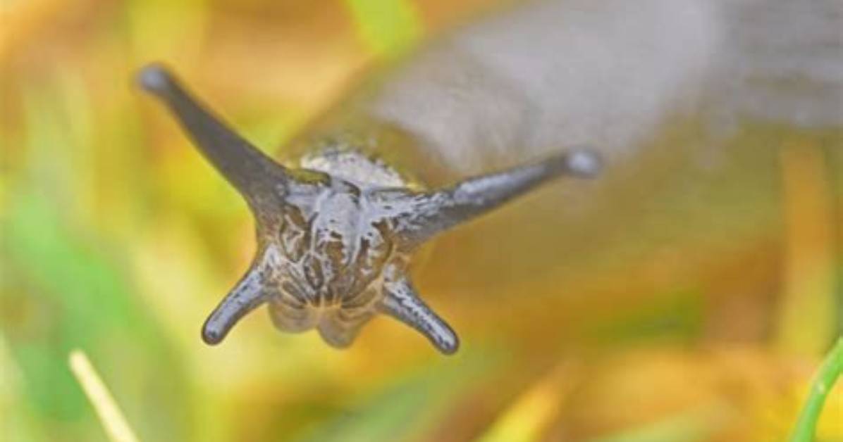 How Many Noses Does a Slug Have?