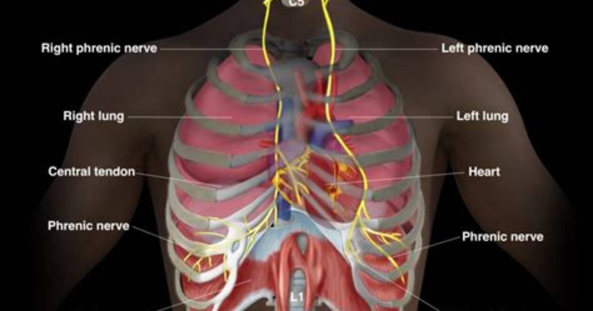 How Many Phrenic Nerves Are There?