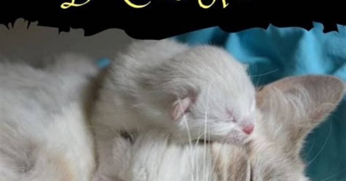 How Many Placentas Does a Cat Have?