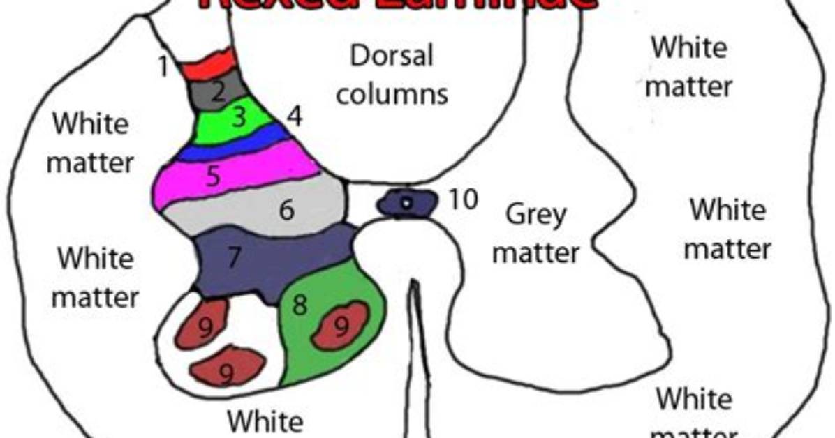 How Many Rexed Laminae?