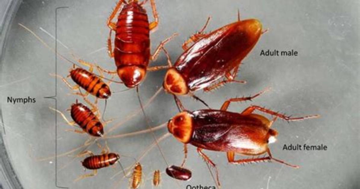 How Many Roaches Exist