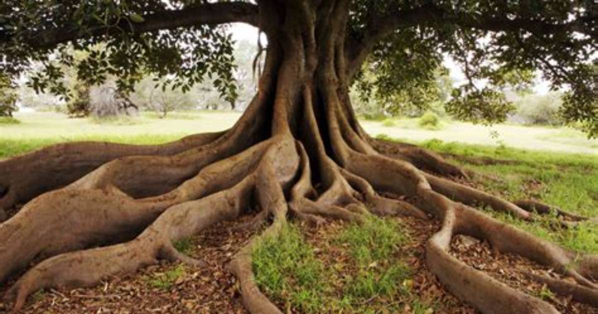 How Many Roots Does a Tree Have