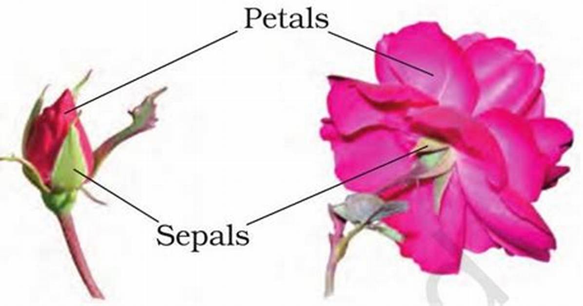 How Many Sepals Does a Rose Have?