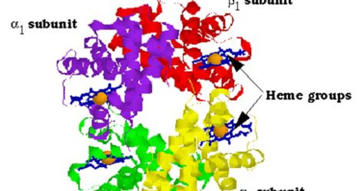 How Many Subunits in Hemoglobin?