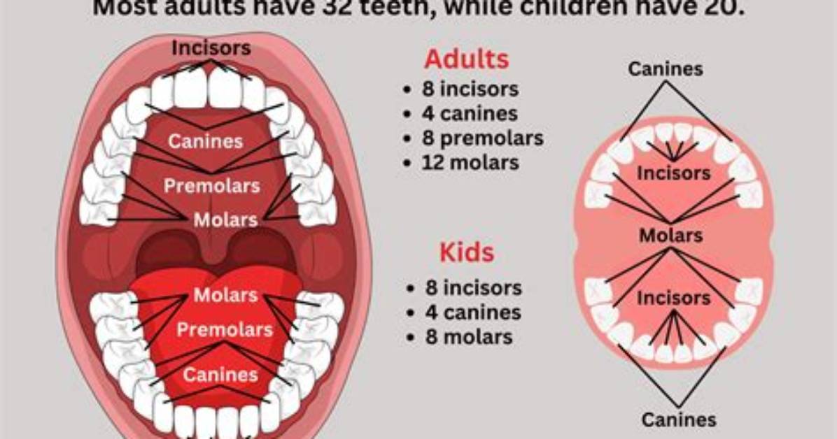How Many Teeth Do Human Have