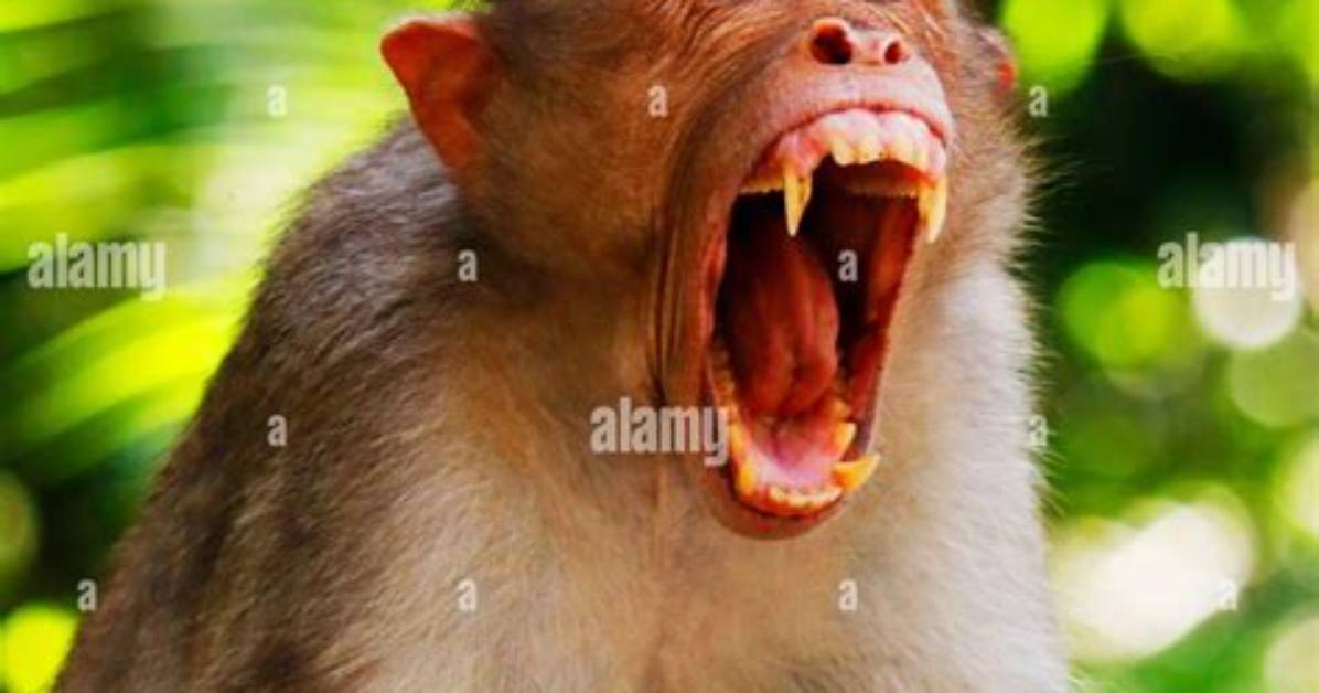 How Many Teeth Do Monkeys Have