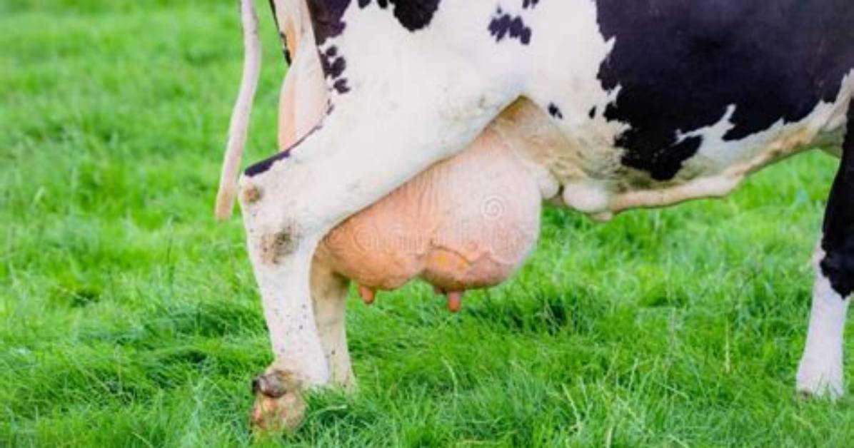 How Many Udders Does a Cow?