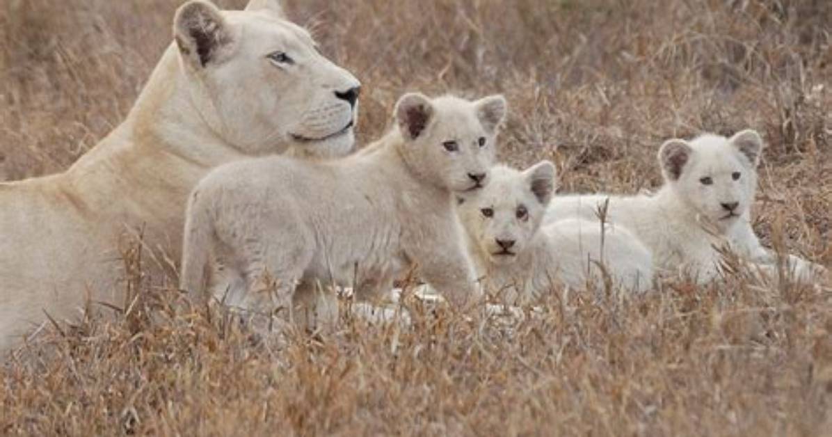 How Many White Lions Exist?