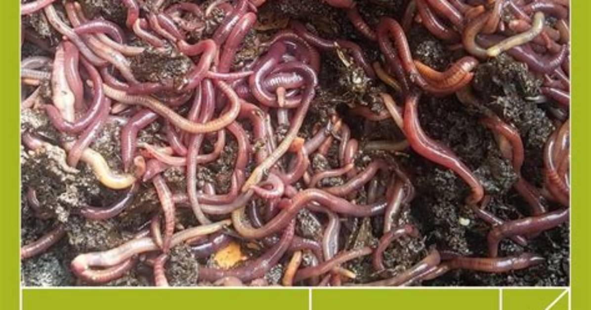 How Many Worms Do You Need for Composting
