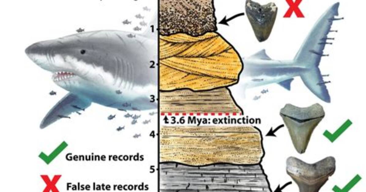 How Megalodon Went Extinct?