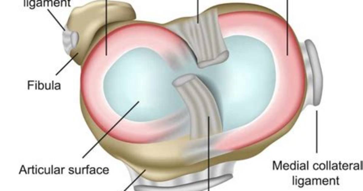 How Meniscus Is Formed?