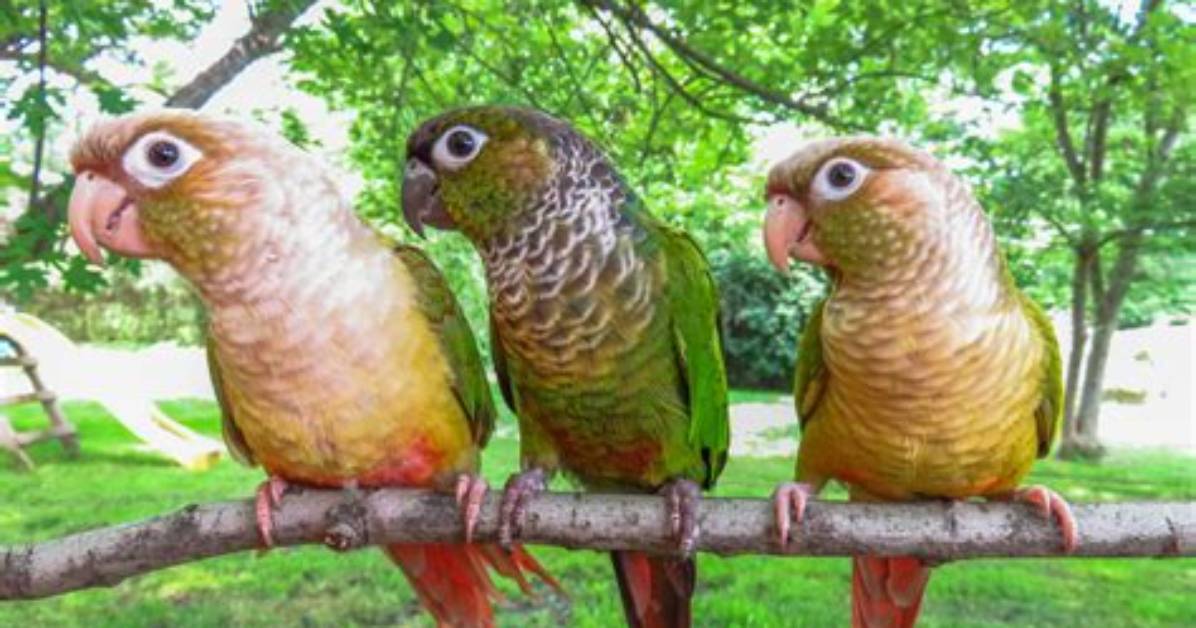 How Much Are Green Cheek Conures