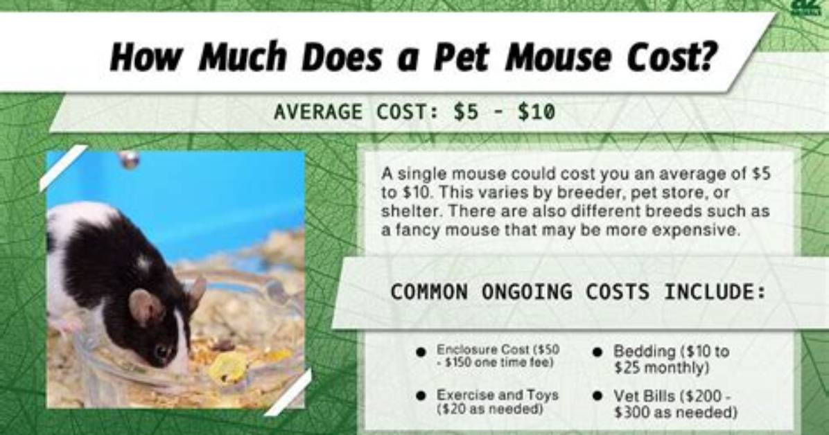 How Much Are Mice