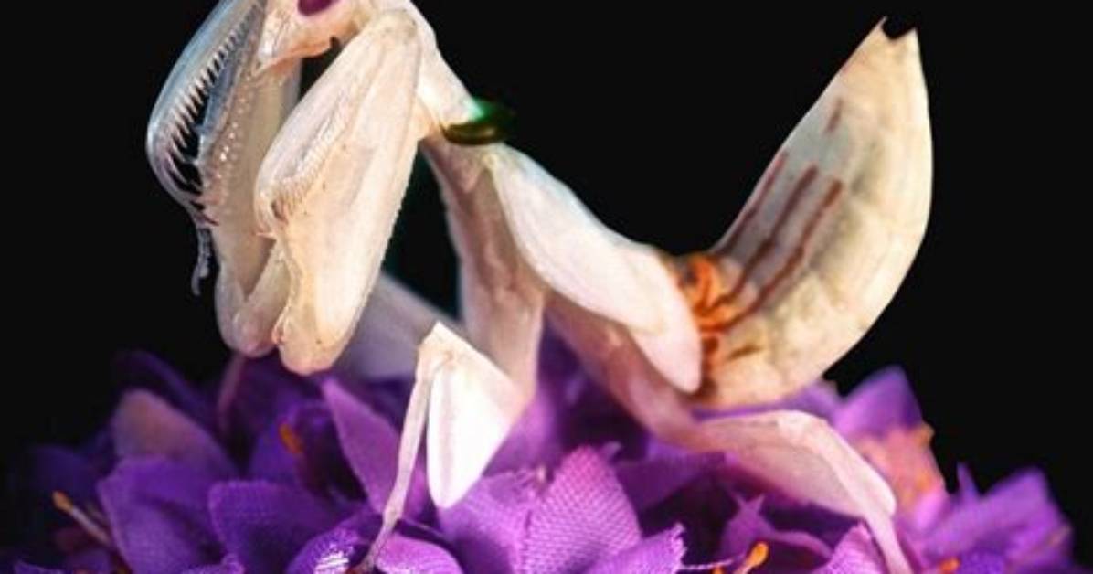 How Much Are Orchid Mantis?