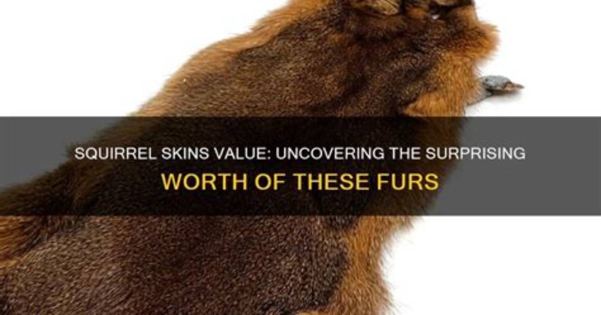 How Much Are Squirrel Tails Worth?