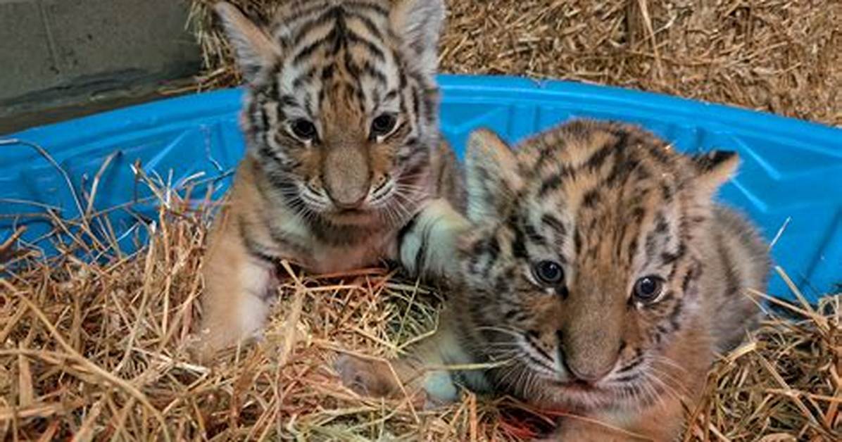How Much Are Tiger Cubs?