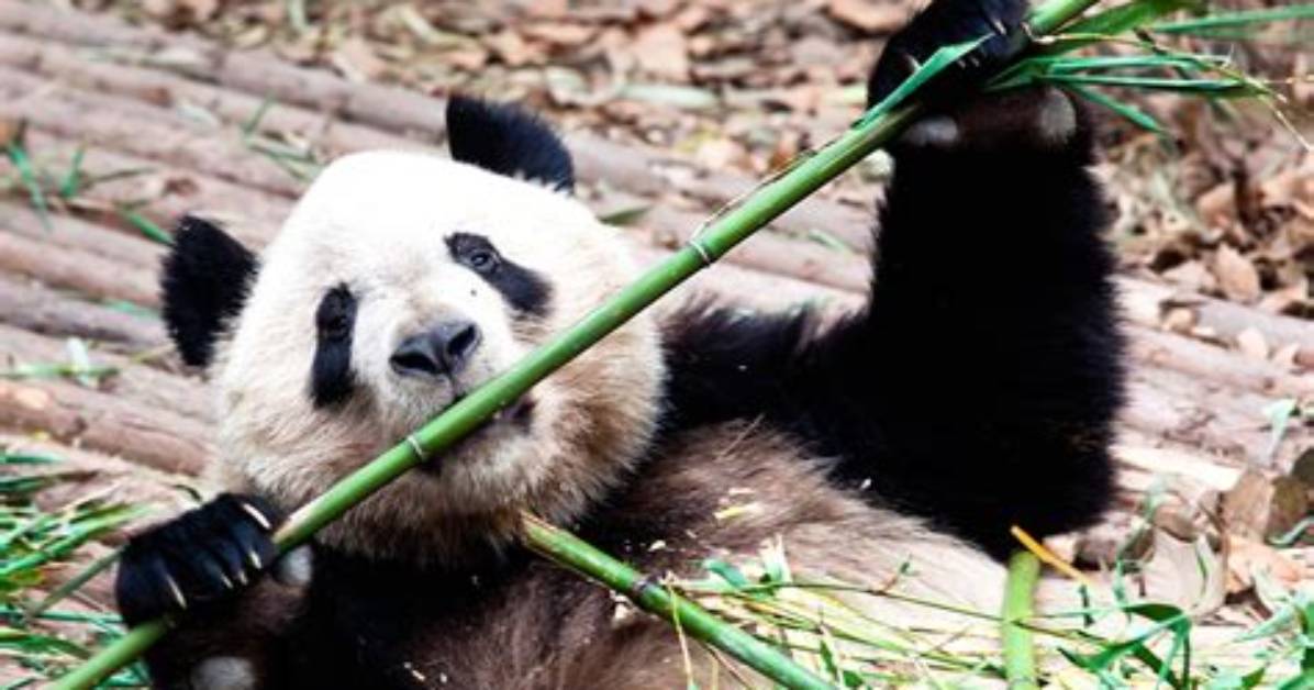 How Much Bamboo Does a Panda Eat
