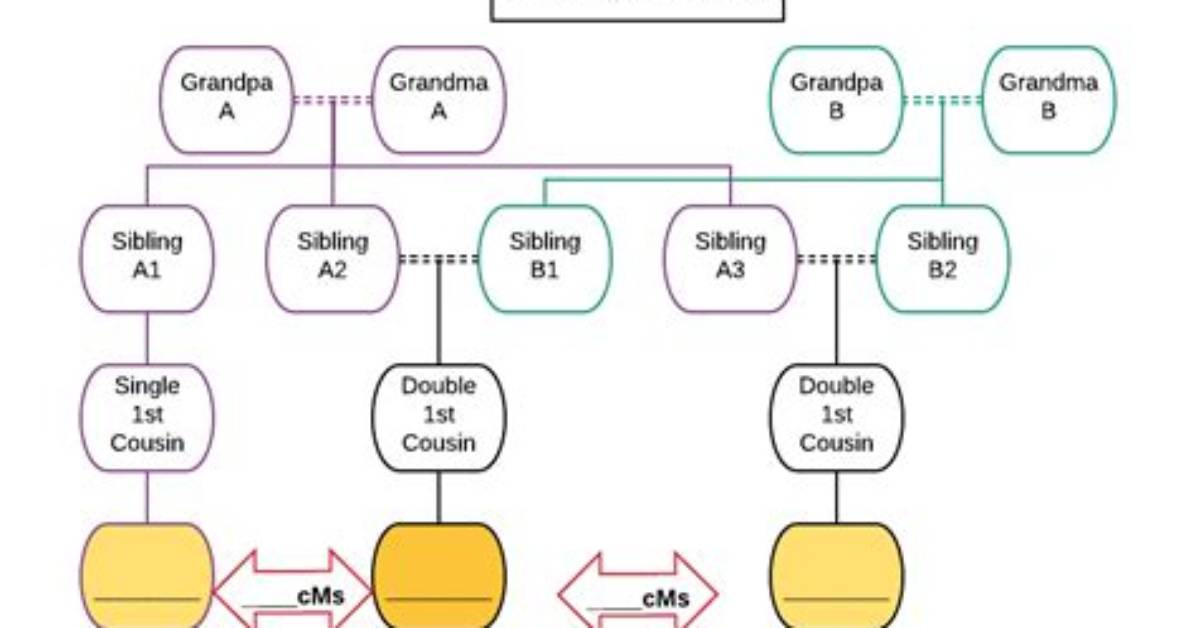 How Much Dna Do Double Cousins Share?