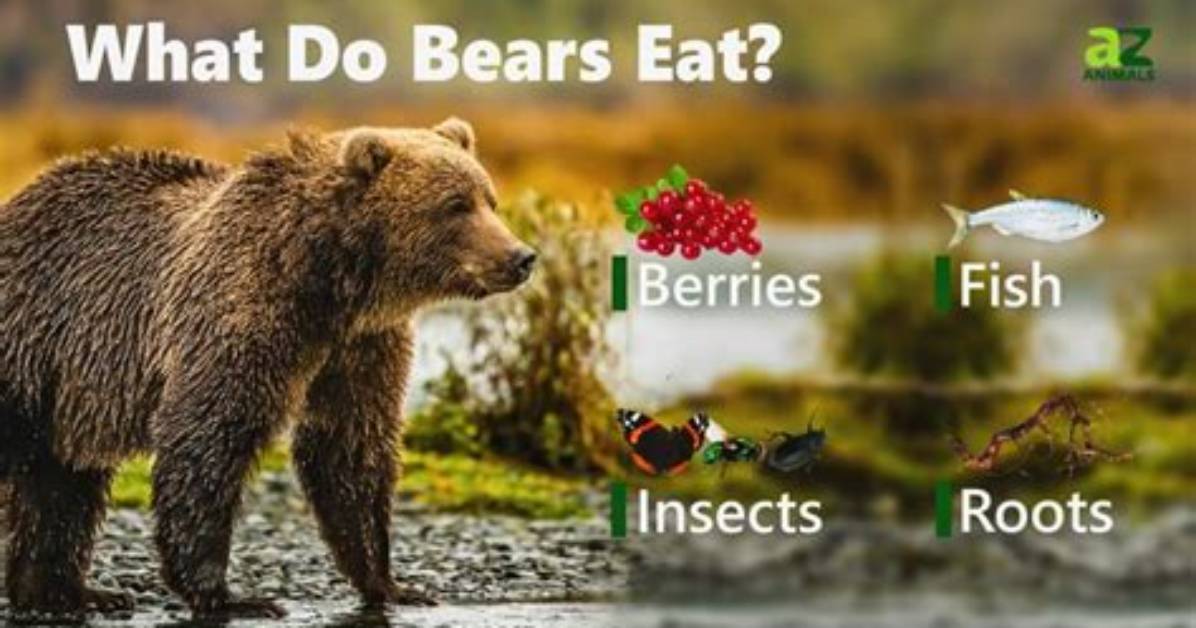 How Much Do Bears Eat