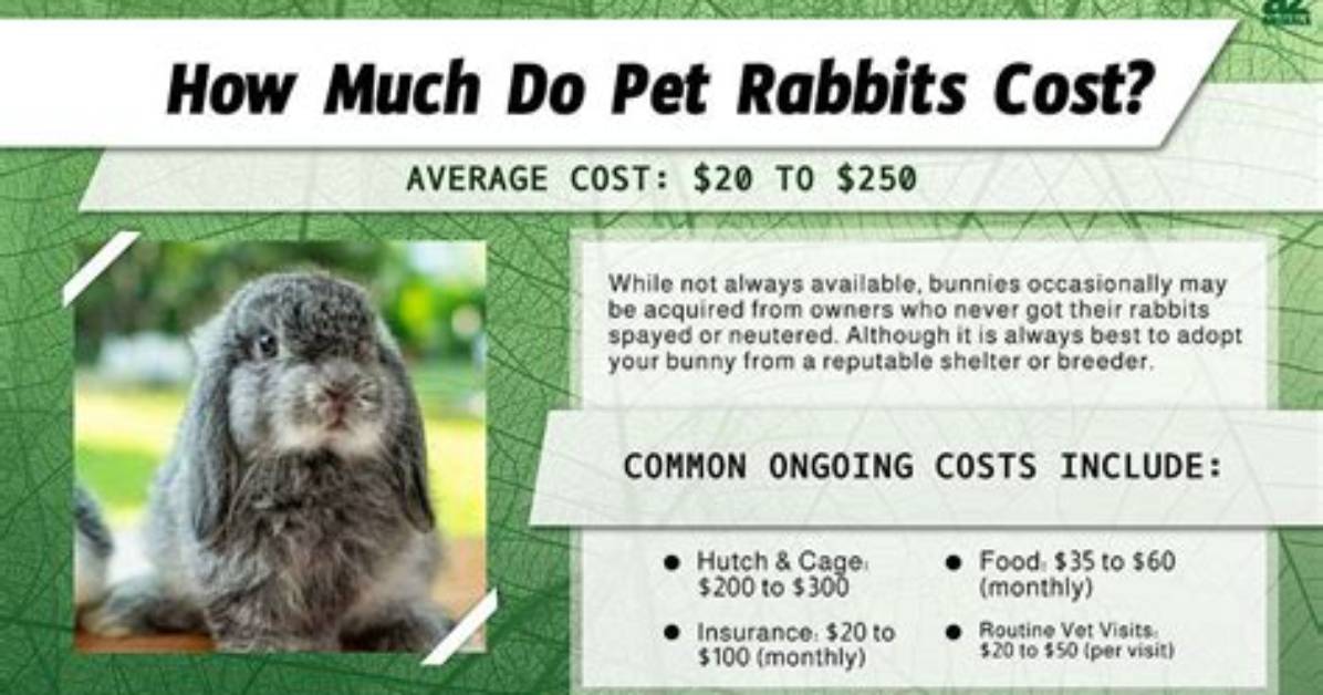 How Much Do Bunnies Cost