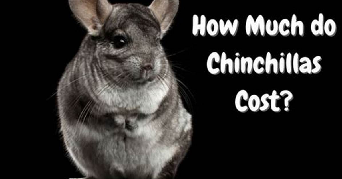 How Much Do Chinchillas Cost