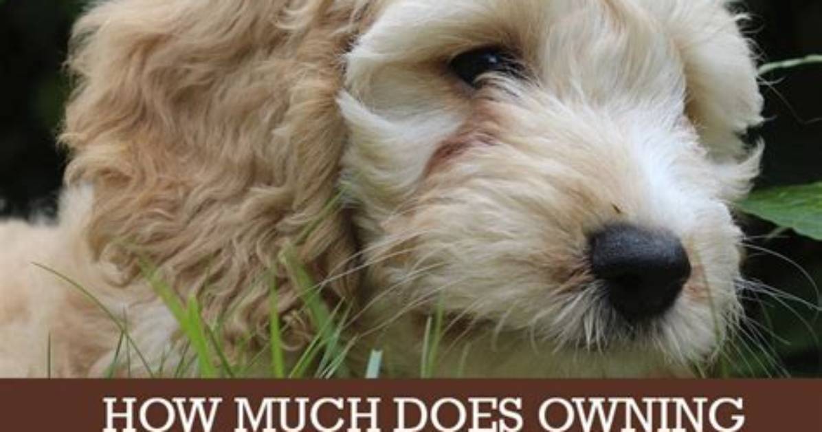 How Much Do Cockapoo Puppies Cost