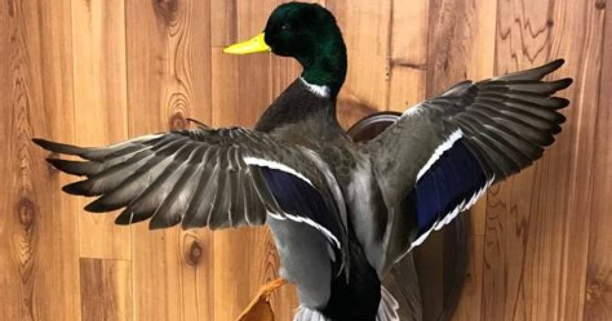 How Much Do Duck Mounts Cost?