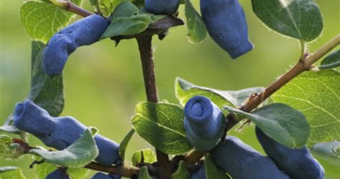 How Much Do Haskap Berries Sell For