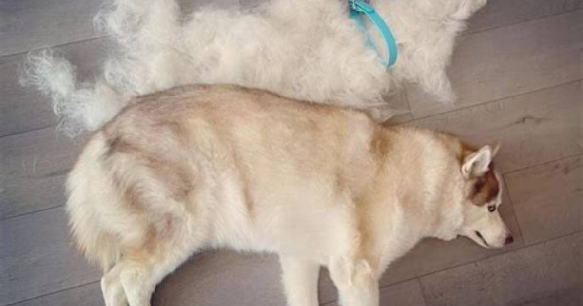How Much Do Huskies Shed