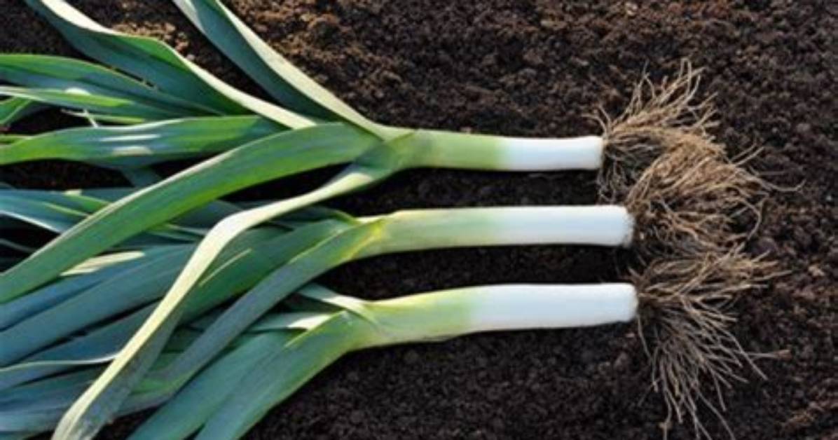 How Much Do Leeks Sell For