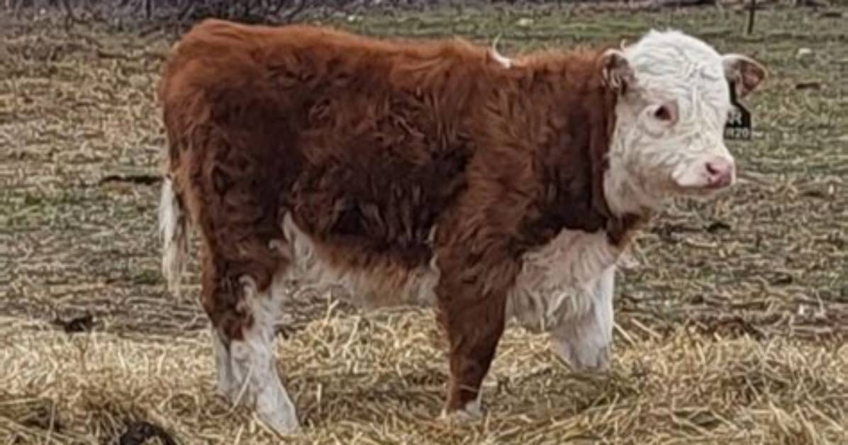 How Much Do Miniature Herefords Cost?