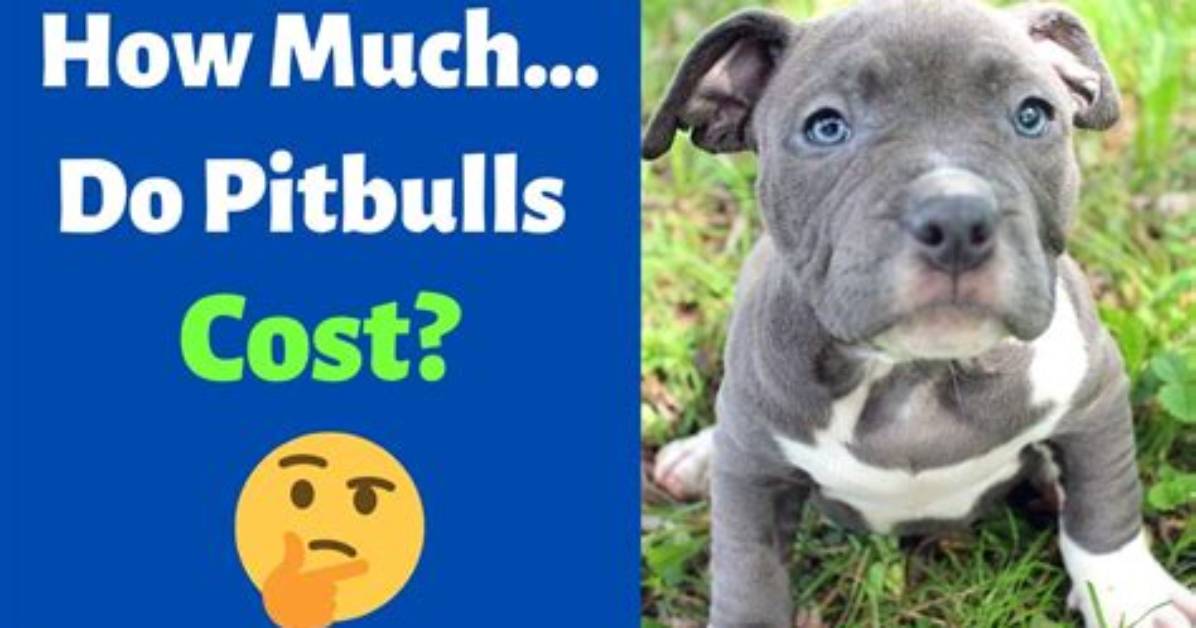How Much Do Pitbull Terriers Cost?