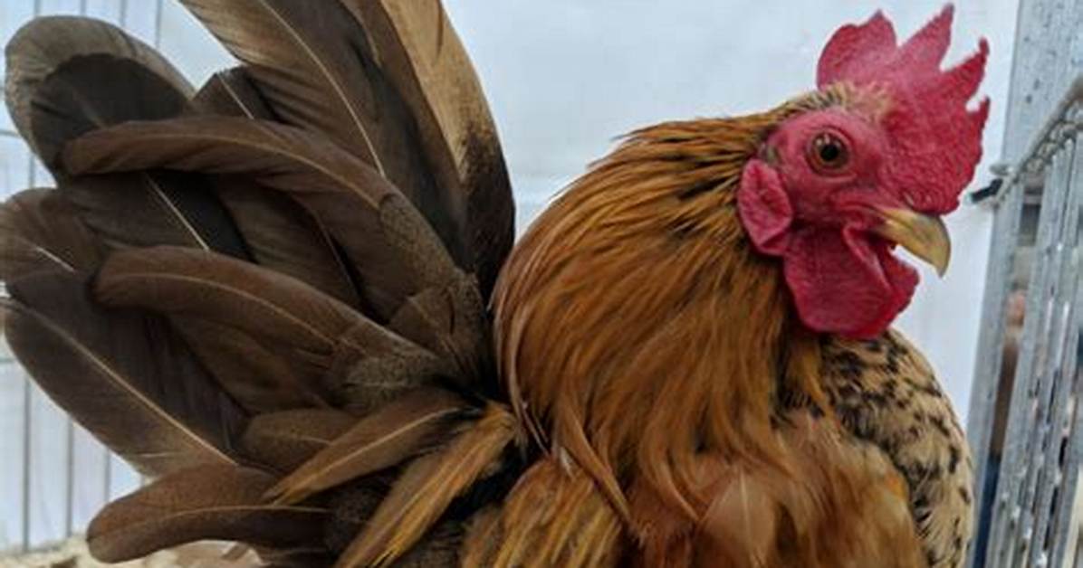 How Much Do Serama Chickens Cost?