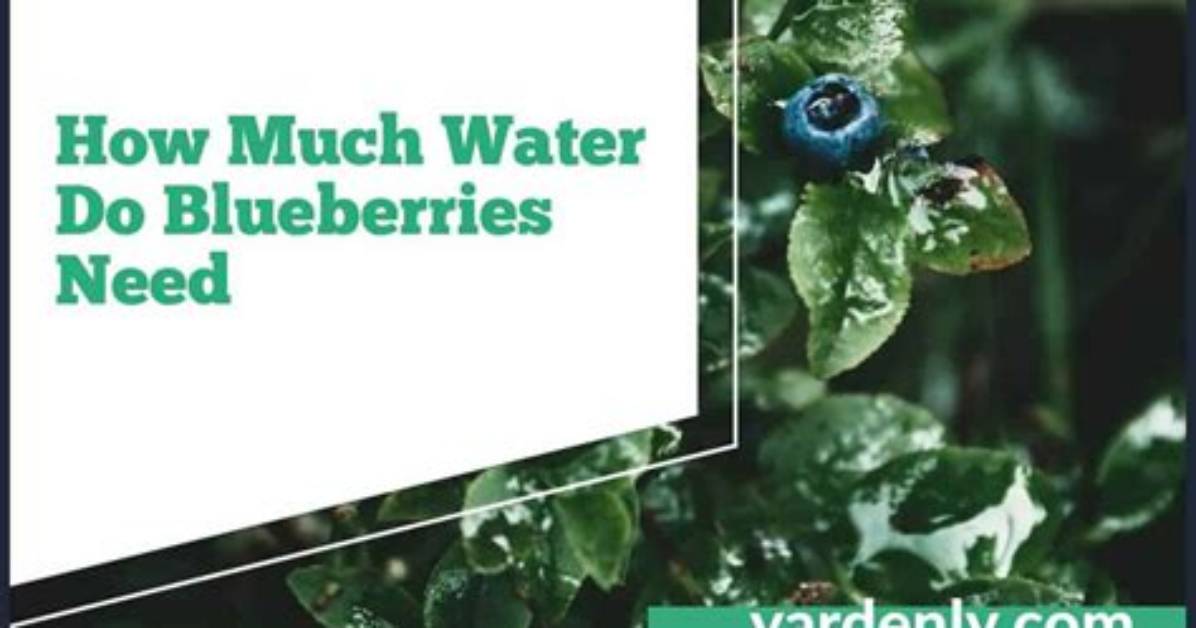 How Much Do You Water Blueberries?