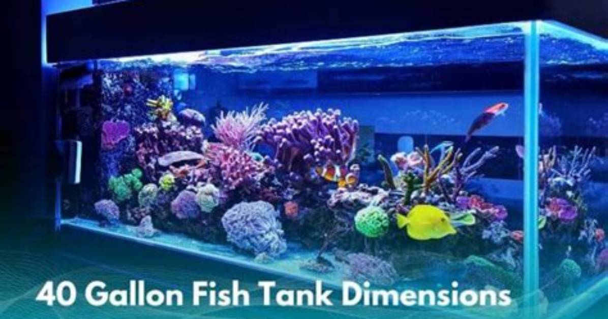 How Much Does a 80 Gallon Fish Tank Weigh?