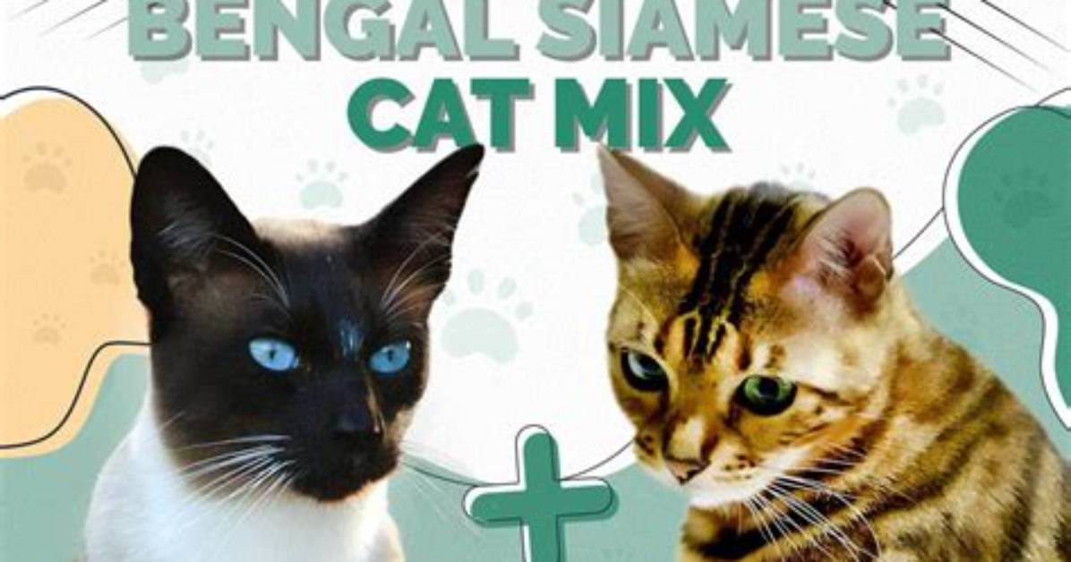 How Much Does a Bengal Siamese Cat Cost?