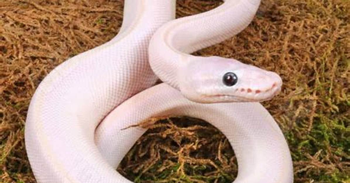 How Much Does a Blue Eyed Leucistic Ball Python Cost