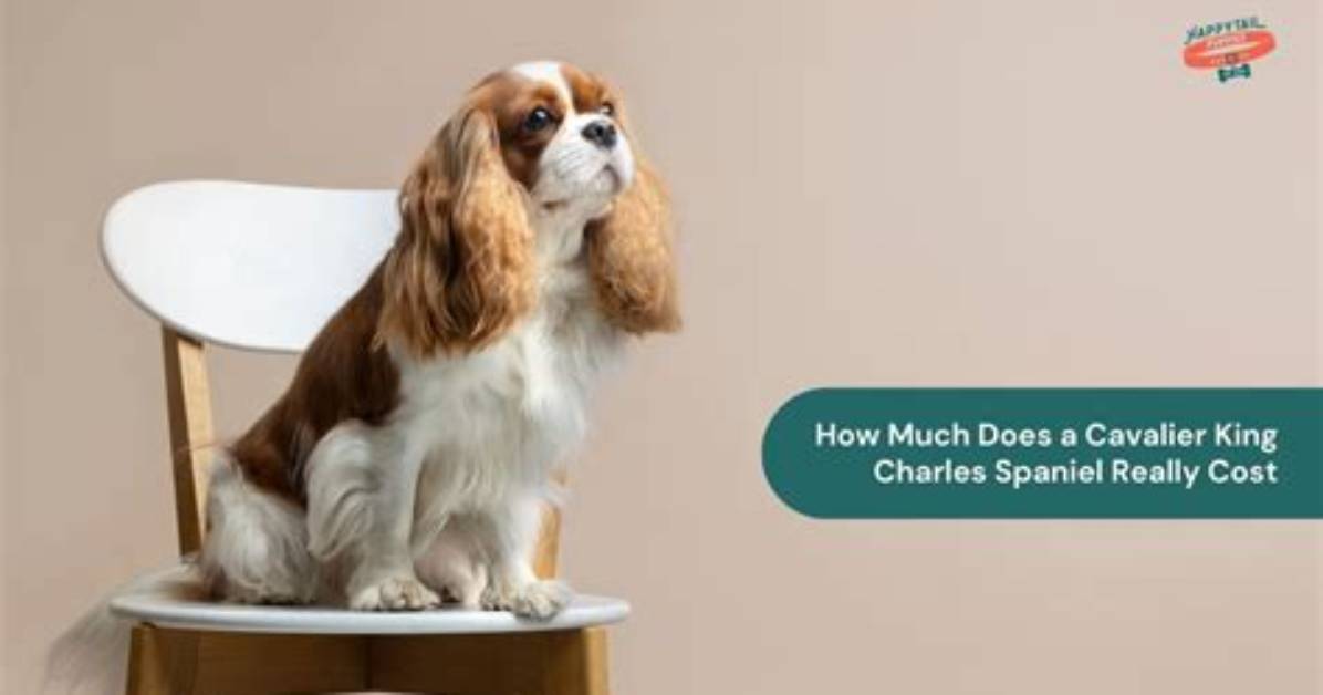 How Much Does a Cavalier King Charles Spaniel Cost