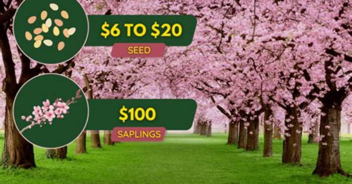 How Much Does a Cherry Blossom Tree Cost