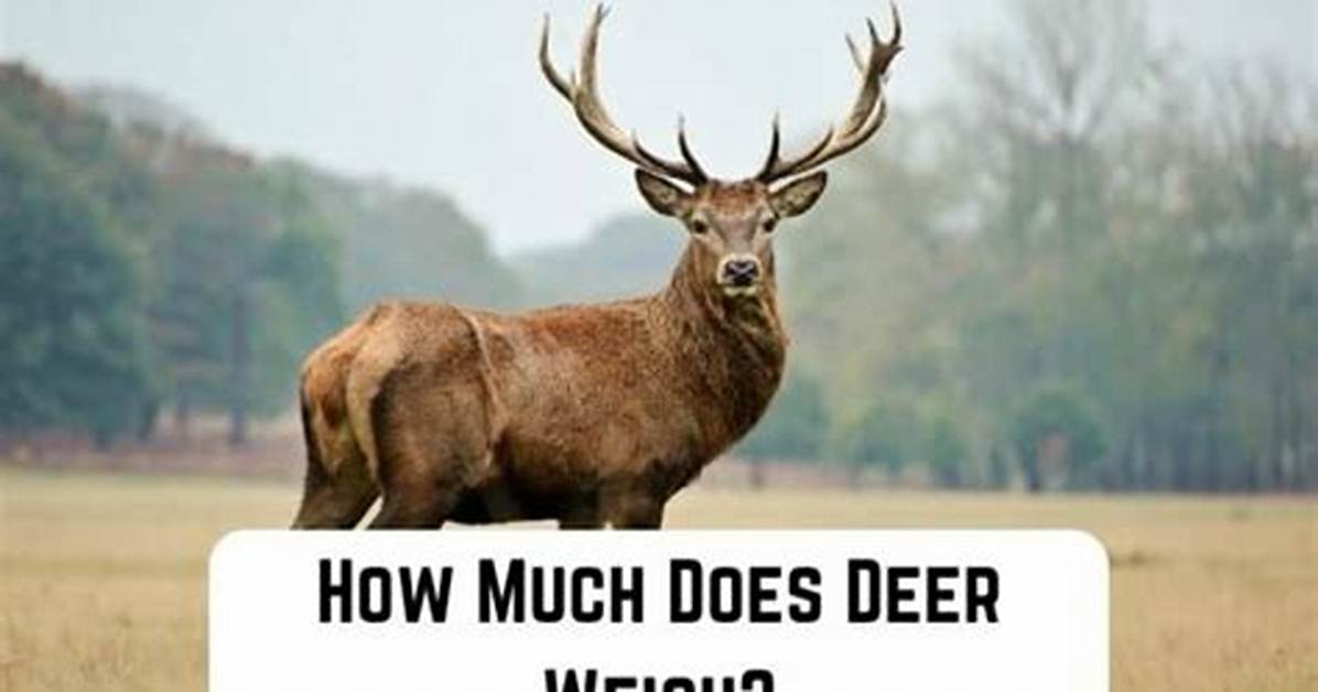 How Much Does a Deer Pelt Weigh