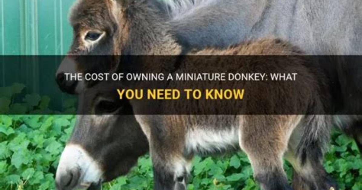 How Much Does a Donkey Cost?