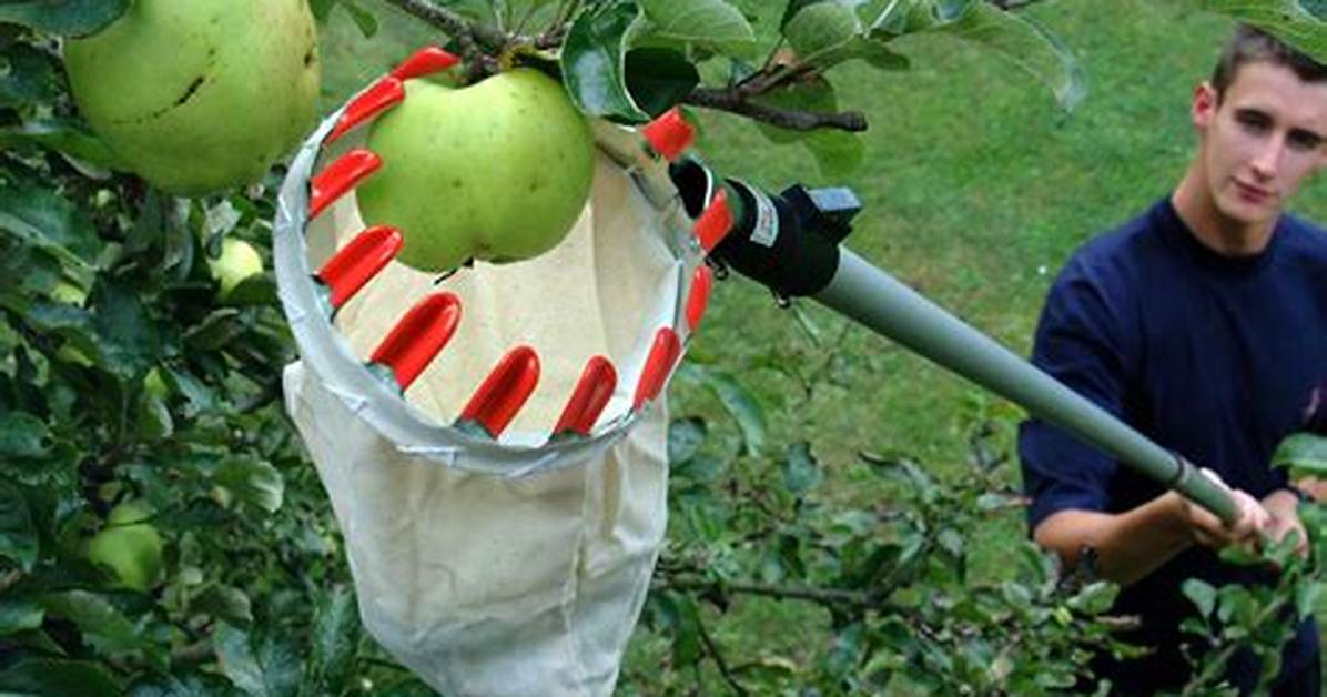 How Much Does a Fruit Picker Make?