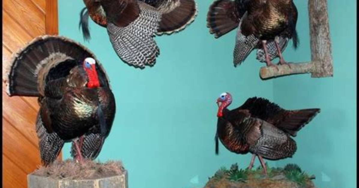 How Much Does a Full Turkey Mount Cost?