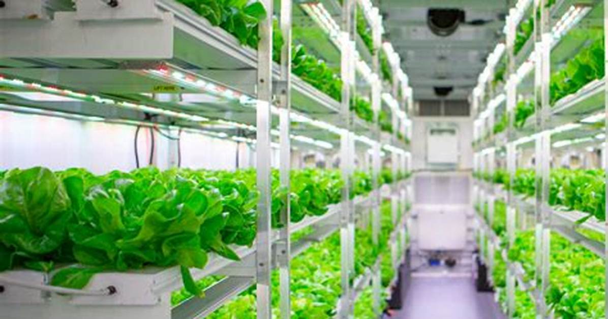How Much Does a Hydroponic Farm Cost?