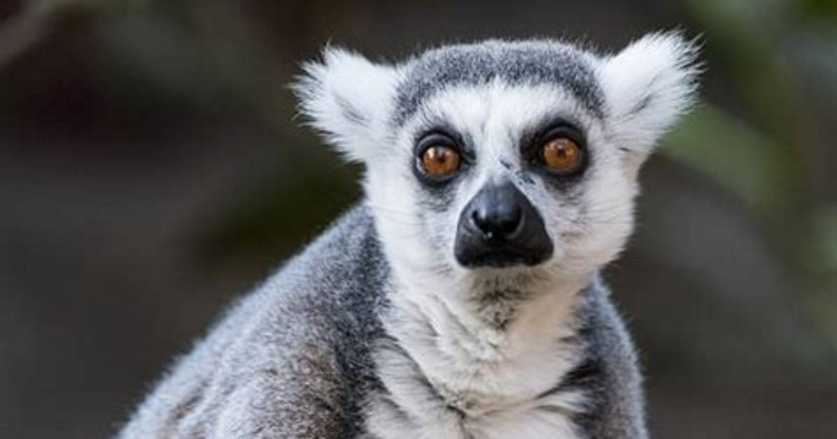 How Much Does a Lemur Cost
