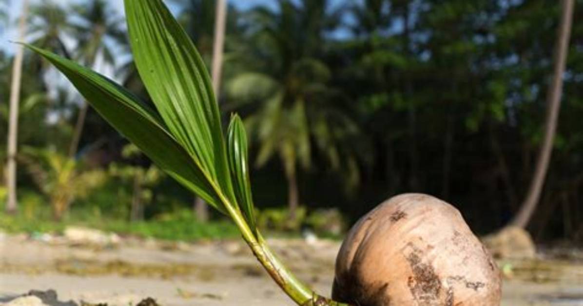 How Much Does a Palm Tree Seed Cost