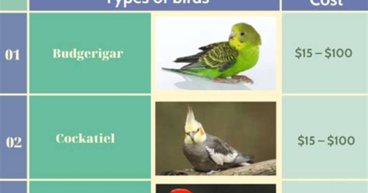 How Much Does a Parrot Cost
